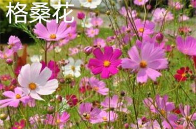 格桑花和波斯菊的区别-图片1