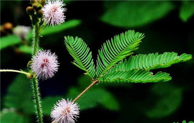 含羞草会开花吗？含羞草什么时候开花