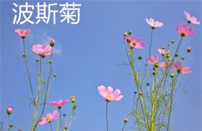 格桑花和波斯菊的区别-图片2