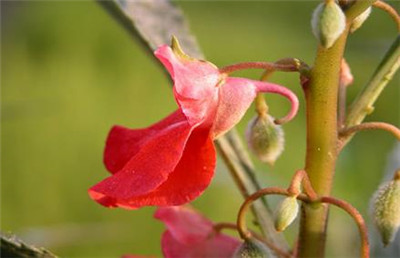 凤仙花的生长过程是怎样的-图片2