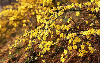 迎春花是什么颜色?迎春花是什么样子的