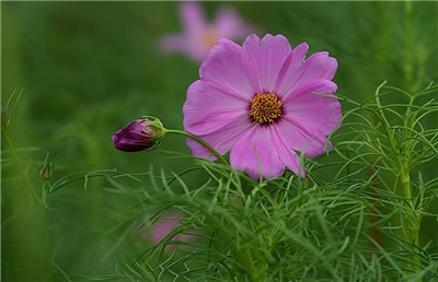 波斯菊的花语是什么？波斯菊有什么传说？