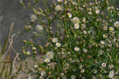 一起来看看白菊花以及白菊花图片-图片1