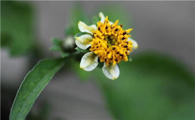 一起来看看白花鬼针草以及白花鬼针草图片-图片1