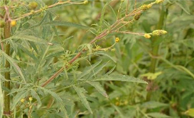 一起来看看小花鬼针草以及小花鬼针草图片-图片1