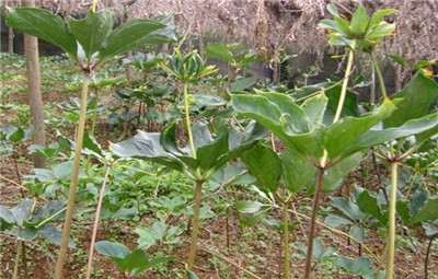 七叶一枝花种植技术