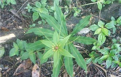 七叶一枝花种植技术