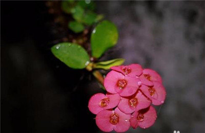 刺梅花图片