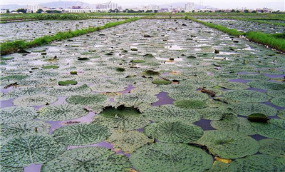 芡实的功效与作用及食用方法