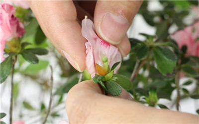 杜鹃花怎么养家庭养法