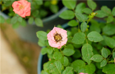 月季花种植技术，月季花怎么种植-图片1