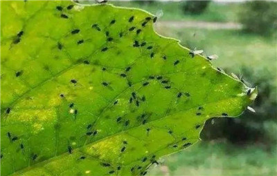 花盆里有小飞虫怎么去除，去除花盆里小飞虫的10个方法-图片1