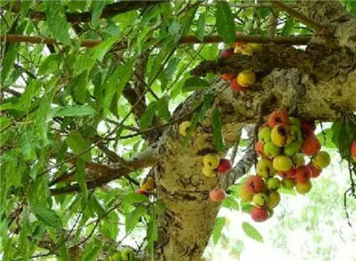 优昙花资料介绍，老花匠带你认识优昙花-图片1