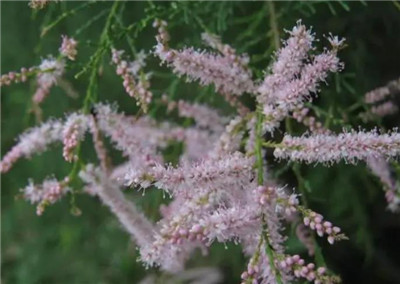 柽柳资料介绍，老花匠带你认识柽柳-图片1