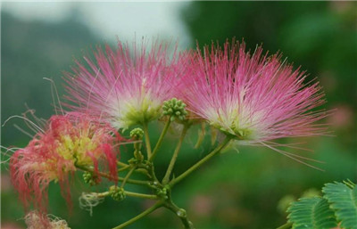 芙蓉树资料介绍，老花匠带你认识芙蓉树-图片1