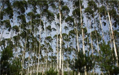 桉树种植方法和时间，桉树怎么种植-图片1