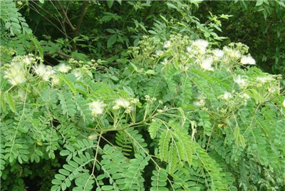 芙蓉树资料介绍，老花匠带你认识芙蓉树-图片2