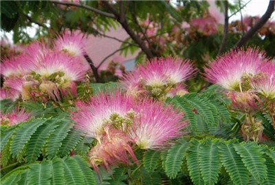 芙蓉树资料介绍，老花匠带你认识芙蓉树-图片3