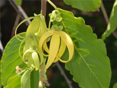 依兰花资料介绍，老花匠带你认识依兰花-图片2