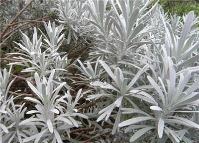 玉芙蓉资料介绍，老花匠带你认识玉芙蓉-图片3