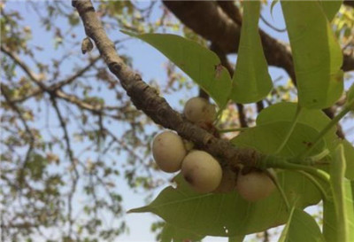 黄桷树资料介绍，黄桷树花语和寓意及特点-图片3