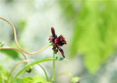 巧克力波斯菊资料介绍，巧克力波斯菊的花语和寓意-图片2